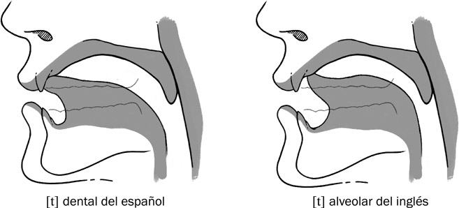 13.20 La posición articulatoria del sonido [t] del español en contraste con el sonido [t] del inglés.