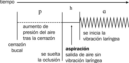 13.5 Representación temporal de los pasos para la articulación de una oclusiva sorda en posición inicial de sílaba seguida de una vocal en inglés.