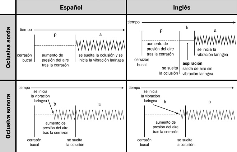 13.54 Comparación del momento de VOT de los alófonos oclusivos sordos y sonoros del español e inglés.