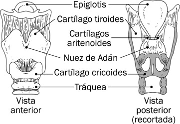 5.7 La estructura fisiológica de la laringe.