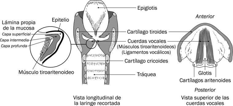 5.8 Vistas longitudinal y superior de las cuerdas vocales, junto con una vista magnificada de una de las cuerdas vocales, demostrando su estructura.