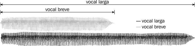 6.13 La forma de onda de la vocal [a] (breve) y de la vocal [a:] (alargada) pronunciadas en el mismo tono y con el mismo volumen. Se puede observar que las dos ondas tienen la misma amplitud y período, pero una simplemente dura más que la otra.