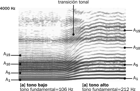 6.18 El sonograma de banda estrecha de la vocal [a] producida en tono bajo y tono alto. El tono alto es una octava más alta que el tono bajo, por eso el tono fundamental del tono alto es el doble del tono fundamental del tono bajo.