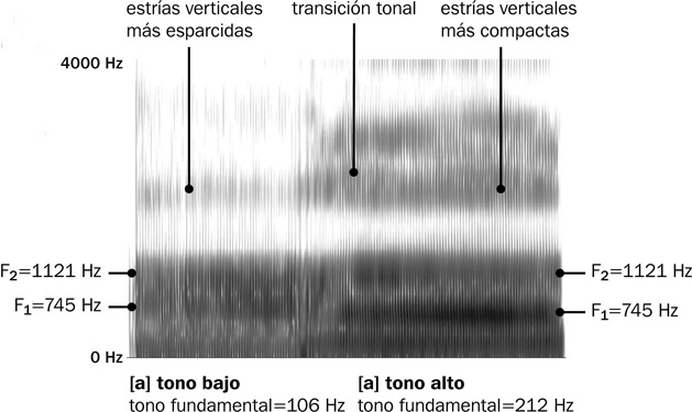 6.19 El sonograma de banda ancha de la vocal [a] producida en tono bajo y tono alto. El tono alto es una octava más alta que el tono bajo, pero aun así no cambian los formantes de la vocal.