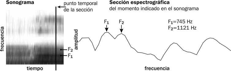 6.20 Se puede producir una sección espectrográfica de un momento específico del sonograma. La sección exhibe una representación de la amplitud de cada frecuencia en un punto temporal específico.