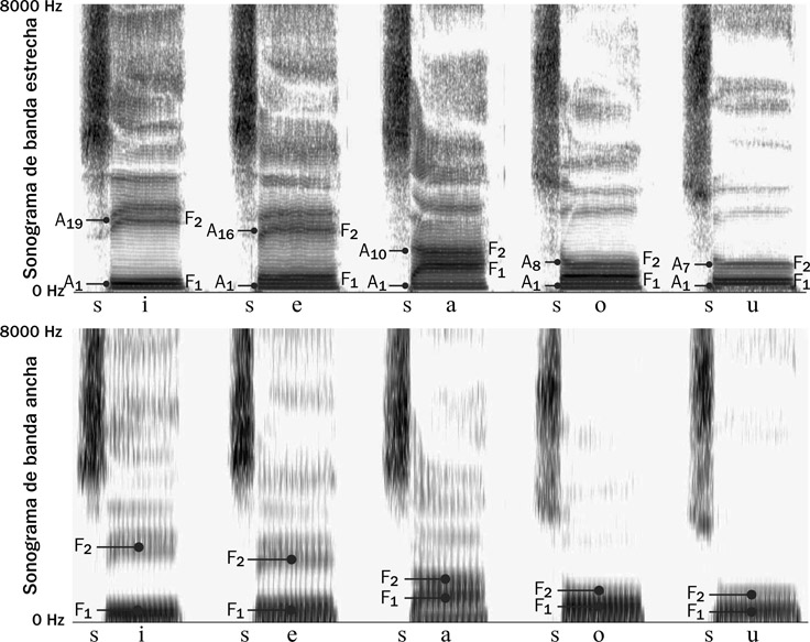6.22 En el sonograma de banda estrecha se pueden distinguir los armónicos de los sonidos vocálicos y en el sonograma de banda ancha se representan los formantes de los sonidos vocálicos. El sonido [s], siendo consonante sorda, no presenta ni armónicos ni formantes, solo presenta energía acústica esparcida por la región superior.