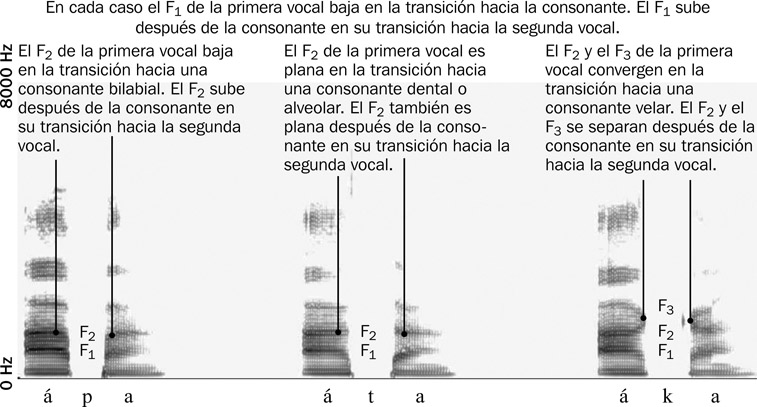 6.27 Sonograma de banda estrecha, indicando las transiciones de los formantes vocálicos al aproximarse o alejarse de las oclusivas bilabial, dental y velar.