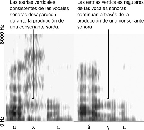 6.29 Sonograma de banda ancha, indicando la diferencia entre los sonidos sordos y sonoros.