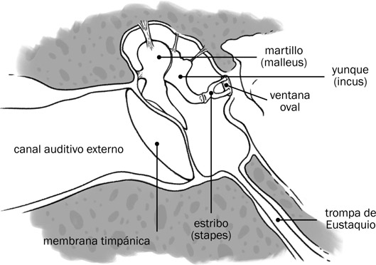 7.3 Los componentes principales del oído medio.