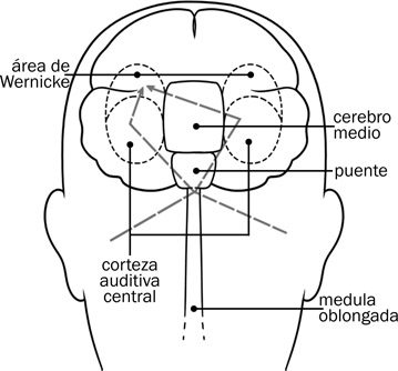 7.8 Las flechas con líneas en puntos representan la trayectoria de los impulsos acústico-neurales desde la cóclea hasta el área de Wernicke.