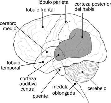 7.9 El cerebro, indicando las zonas referentes al análisis lingüístico de la onda sonora.