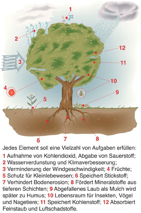 eB PERMA ILLU 06.jpg