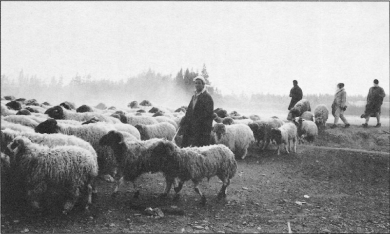 Young men herding sheep