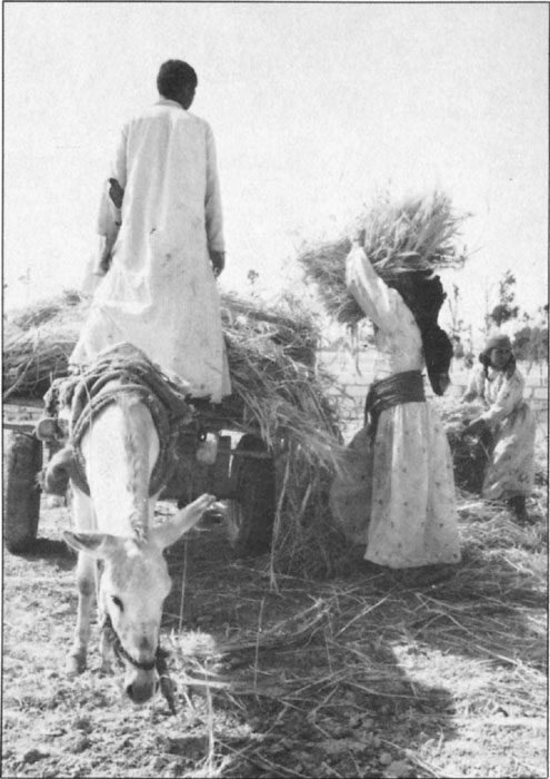 A client family harvesting barley