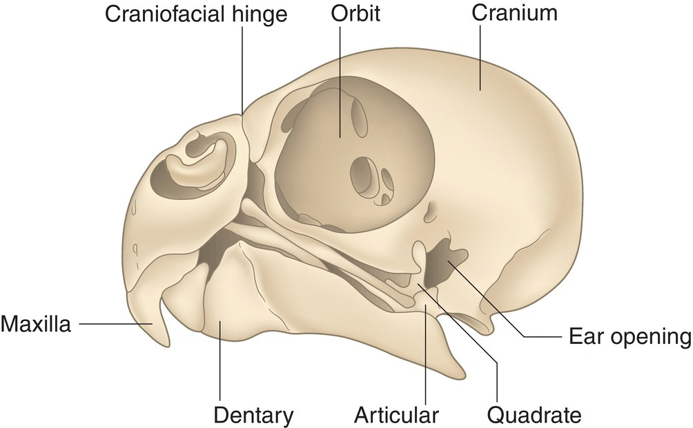 Illustration of the cranium of an adult Budgerigar (Melopsittacus undulatus) in side view, depicting the large eye orbit, smaller ear opening, and jaw bones (maxilla, dentary, quadrate, articular).