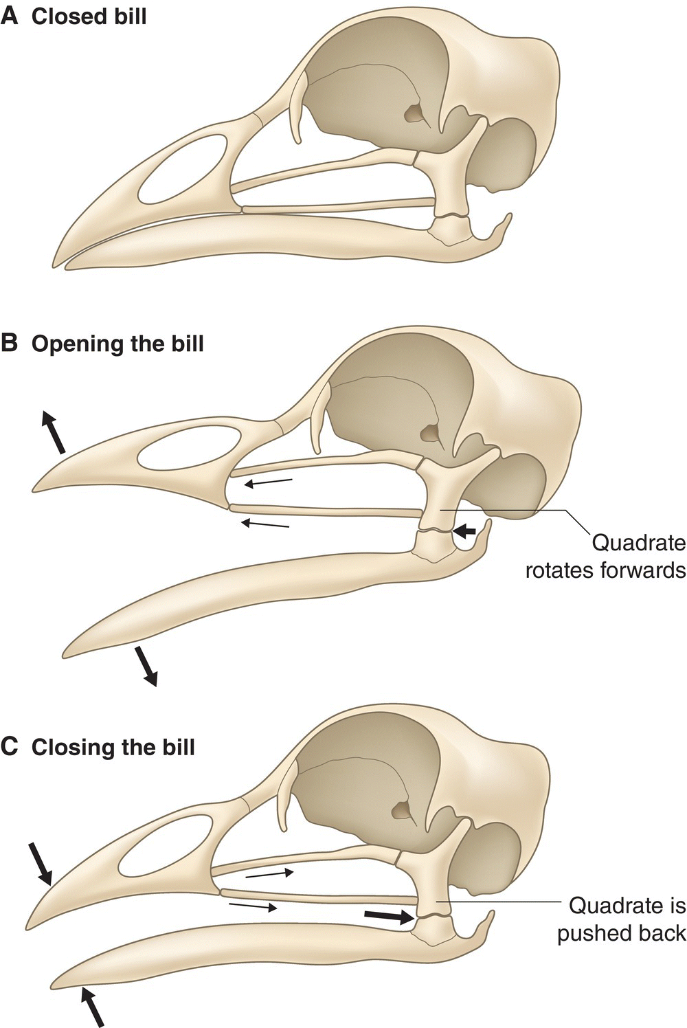 Illustration of the cranial kinesis depicting the closed (A), opening (B), and closing (C) of the bill, where the quadrate rotates forward when the bill opens and is pushed back when the bill closes. 