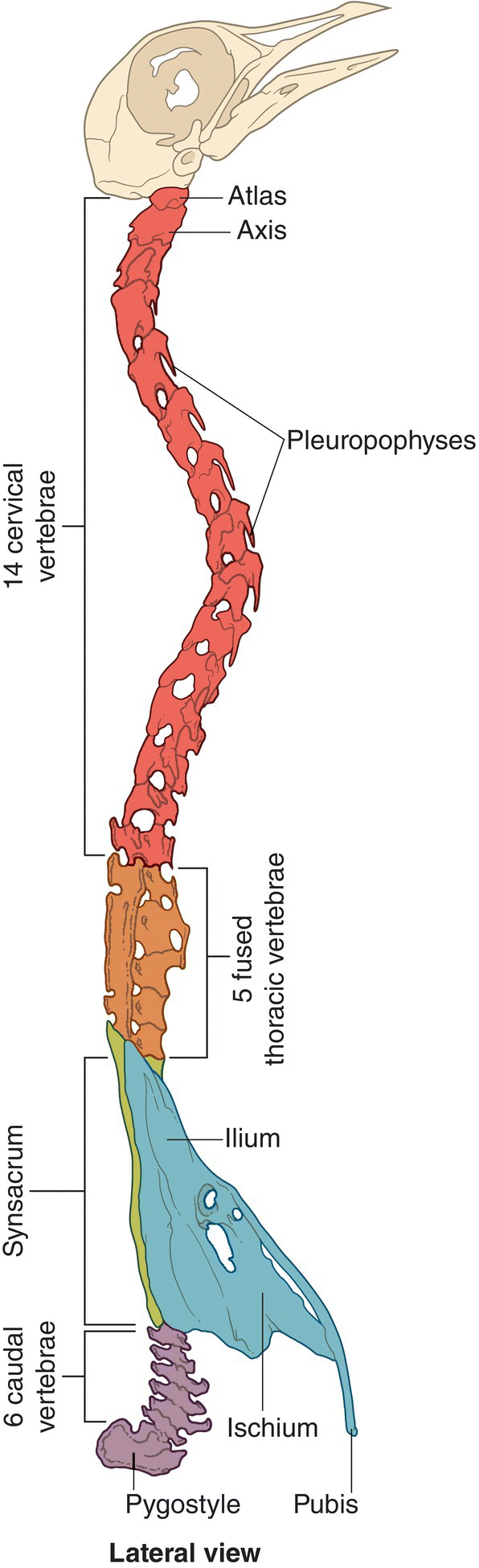 Illustration of the avian vertebral column in side view, depicting the 14 cervical vertebrae, pleuropophyses, 5 fused thoracic vertebrae, synsacrum, 6 caudal vertebrae, ilium, ischium, pygostyle, and pubis.