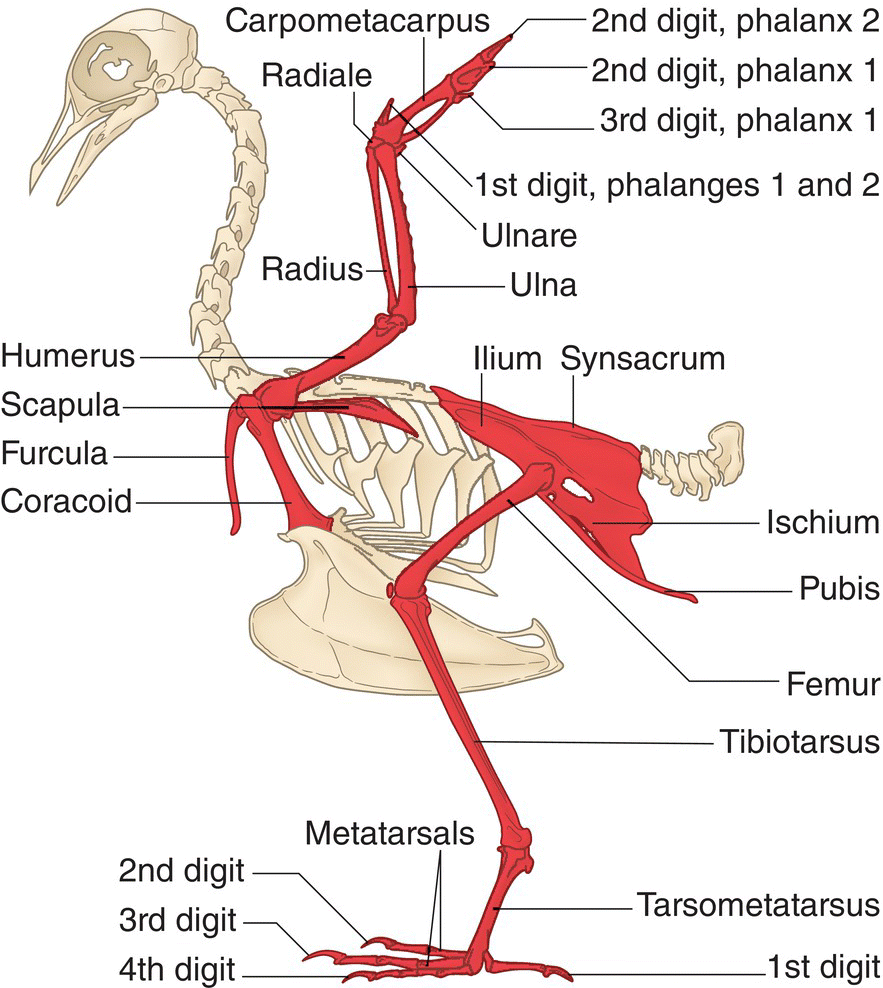 Illustration of the full skeleton of the bird, highlighting the appendicular skeleton (shaded) that supports movements associated with flying, running, swimming, and jumping.