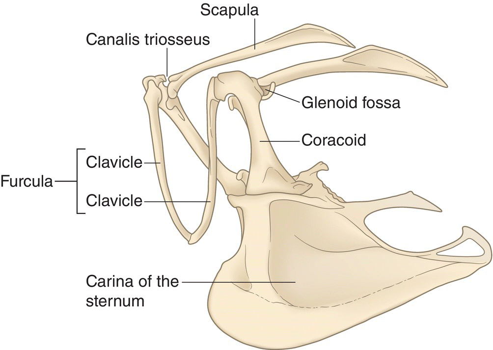 Illustration of the pectoral girdle highlighting the parts that include the clavicles, coracoids, and scapula.