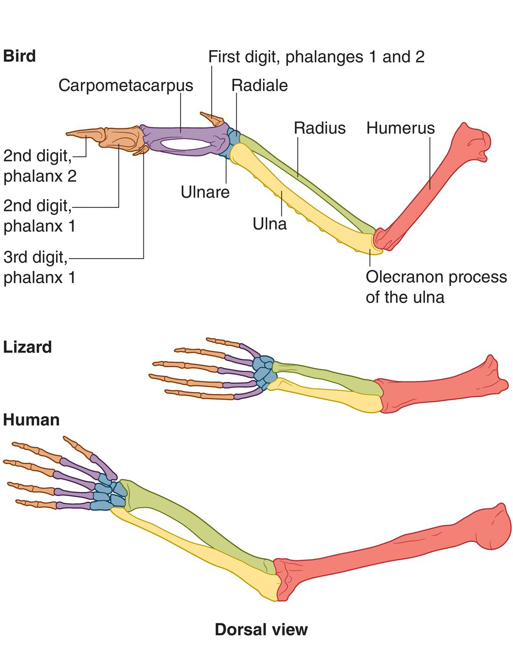 Illustration of the homologies in forelimb bones of three tetrapod vertebrates, namely, the bird (top), lizard (middle), and human (bottom), in dorsal view, highlighting reduced wrist and digit bones of birds.