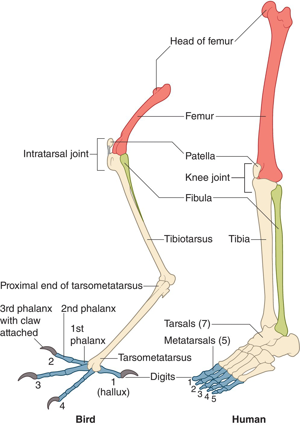 Illustration of the leg bone homology in birds (left) versus humans (right).