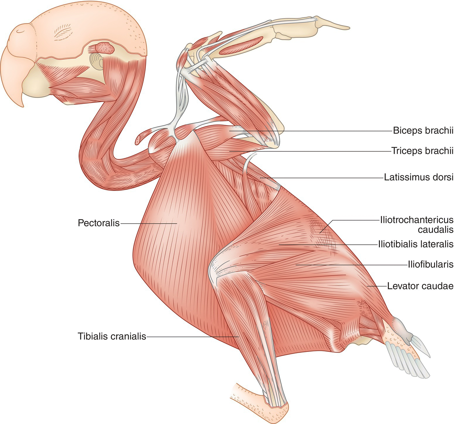 Illustration of the skeletal muscles of a bird, with the major voluntary skeletal muscles labeled.