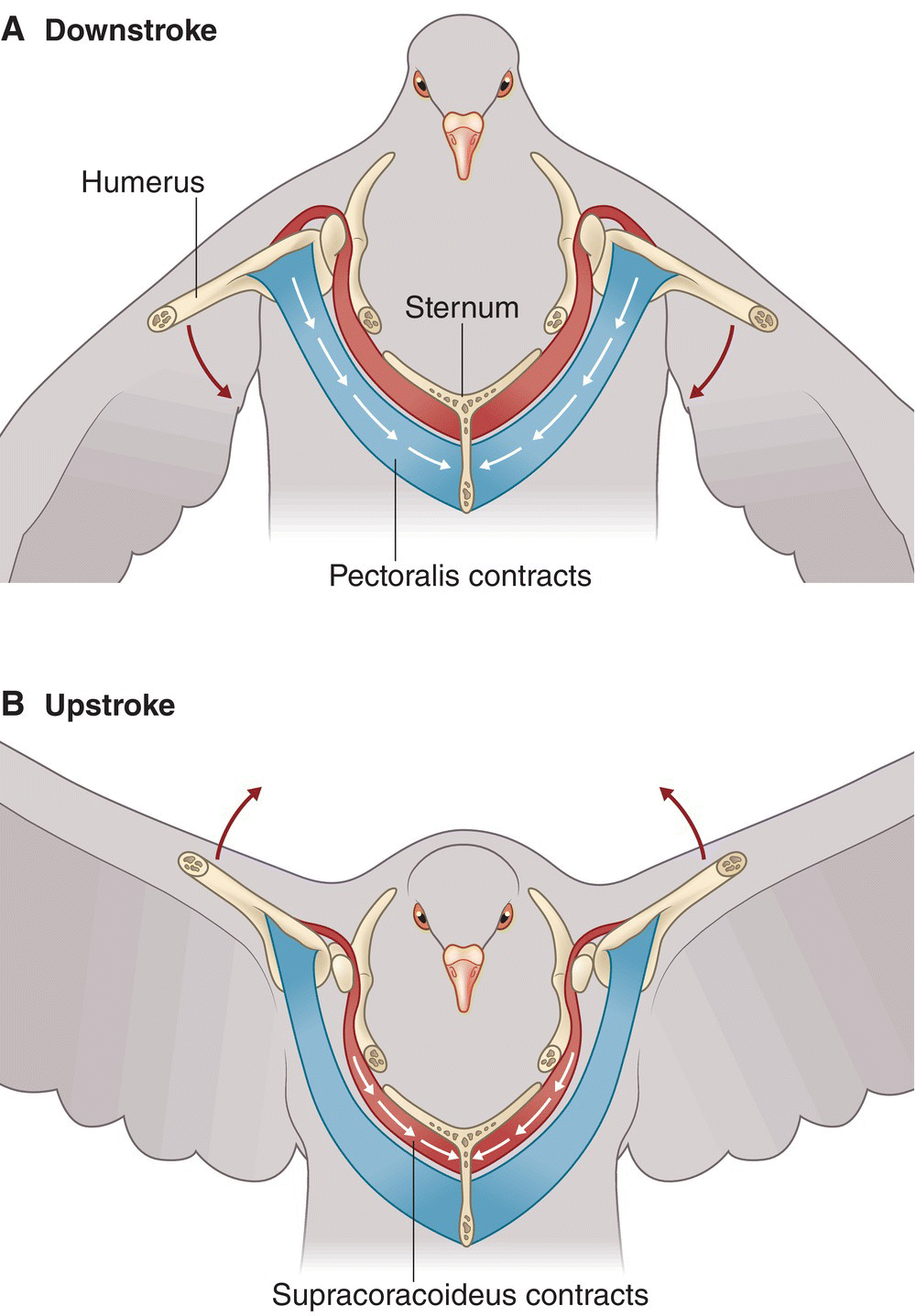 Illustration of the skeletal muscle opposition that powers flight, depicting the (A) downstroke and (B) upstroke movements.