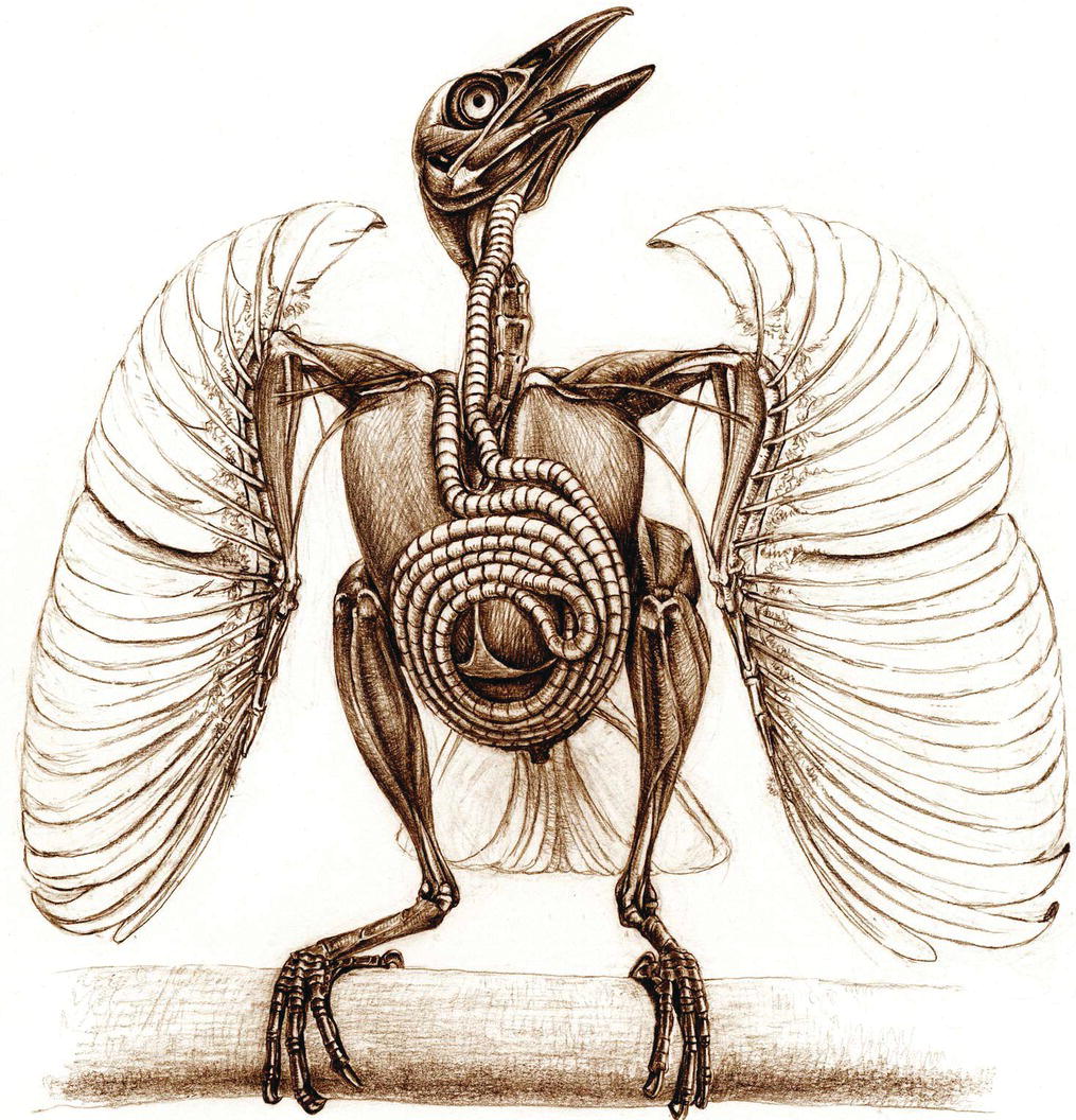 Illustration (drawing) of the Trumpet Manucode (Phonygammus keraudrenii) displaying an exceedingly long and coiled trachea.