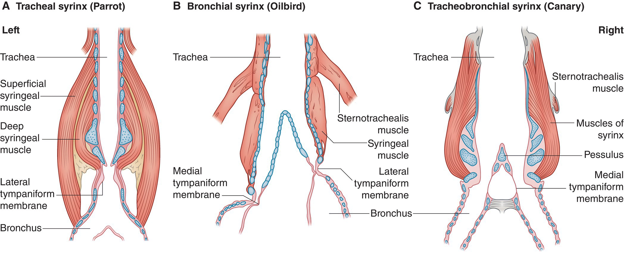 Image described by caption.