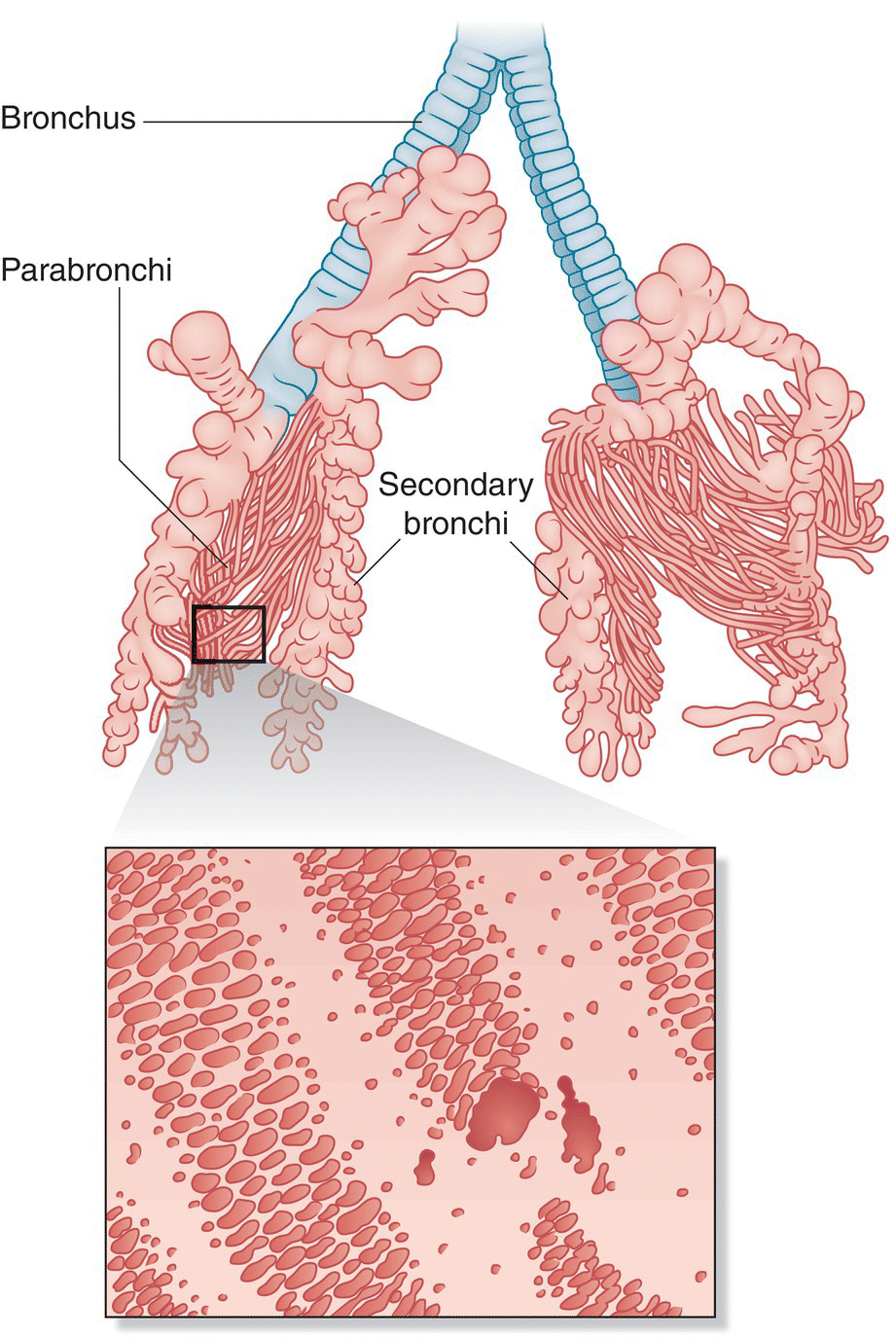 Illustration of the (top) anatomy of the avian lung, displaying the trachea splitting into dual bronchi on opposite sides and further into secondary bronchi and parabronchi (magnified at the bottom).