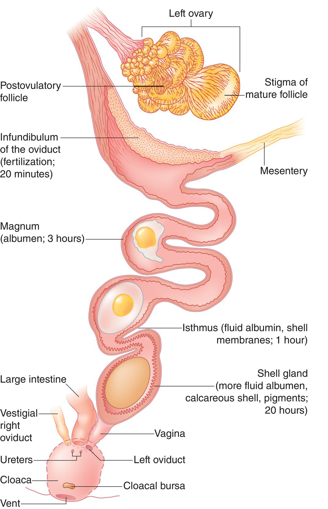 Illustration of the ovulation and the passage of an ovum through the reproductive tract from the infundibulum to magnum, and finally to the uterus.