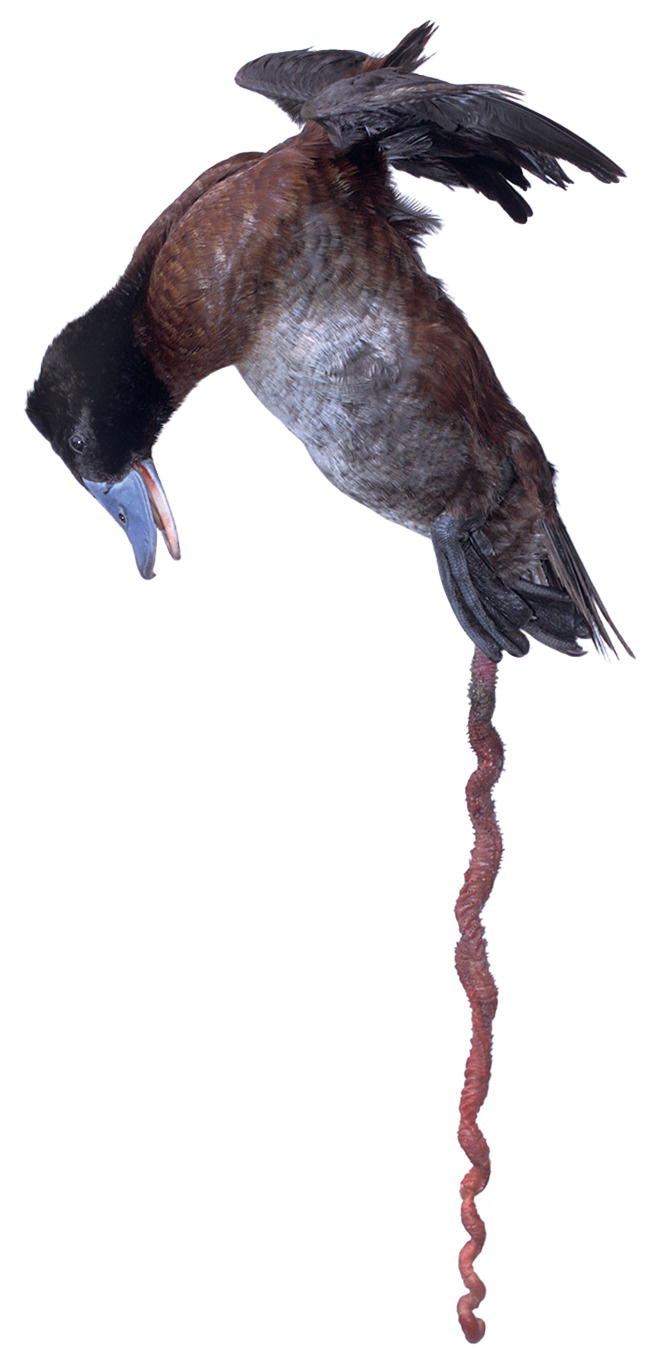 Photo of the Lake Duck (Oxyura vittata) displaying its long cloacal phallus at 42.5 cm.