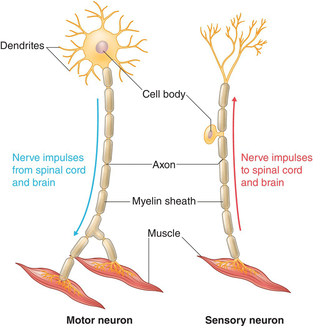 Illustrations of the two types of neurons in birds, namely, the motor neuron, which sends impulses from the brain to the body, and the sensory neuron, which brings information from the body to the brain. 