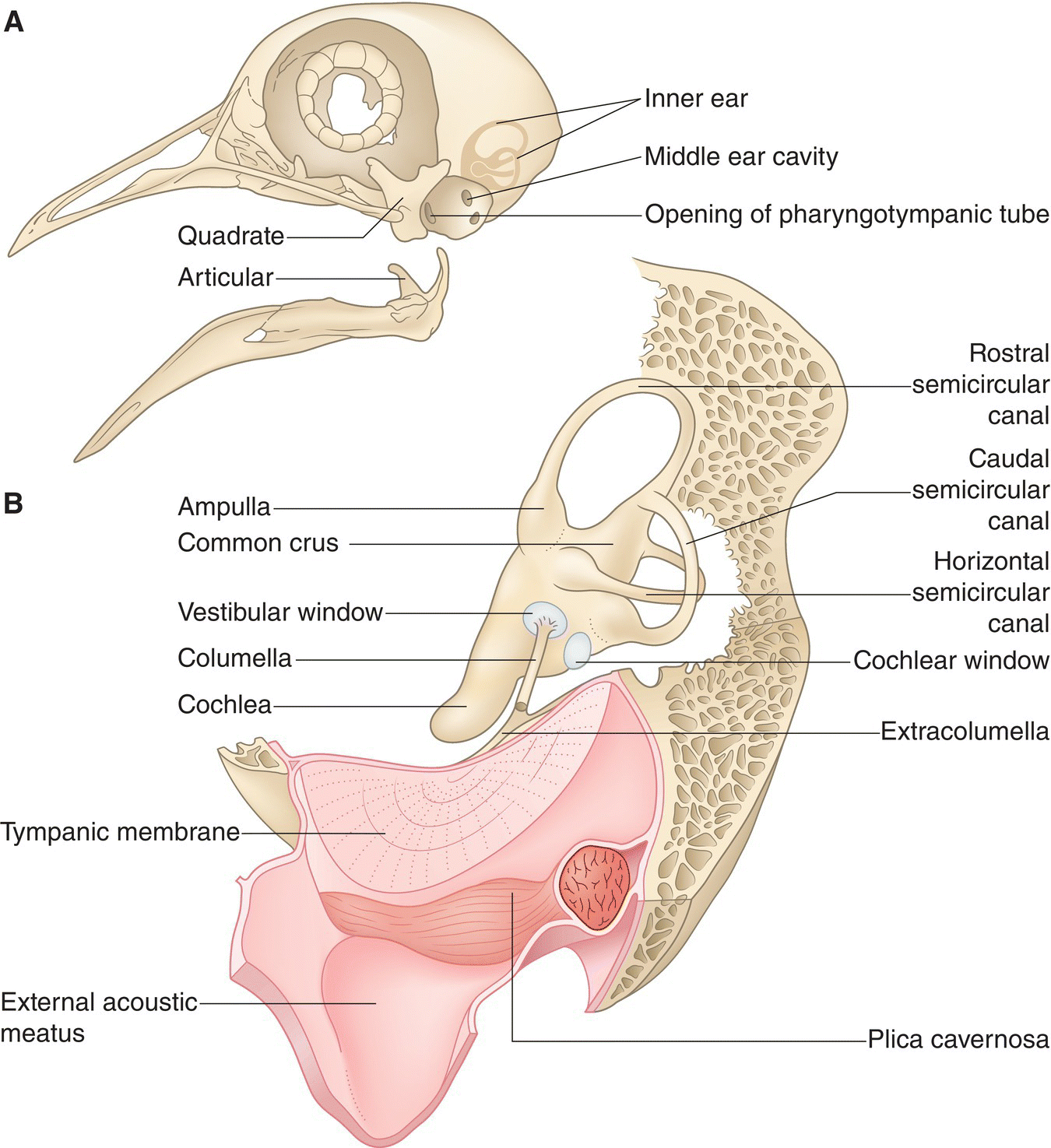 Illustrations of the (a) avian ear surrounded by the articular and quadrate bones of the jaw with pharyngotympanic tube connecting the ear to the pharynx and (b) detailed anatomy of the outer, middle, and inner ear.