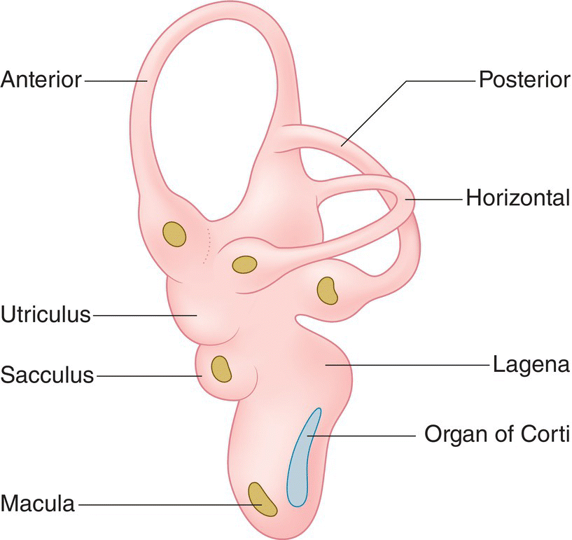 Illustration of the membranous labyrinth of the avian ear, highlighting the macula, sacculus, utriculus, lagena, organ of corti, and the anterior, posterior, and horizontal semicircular ducts.