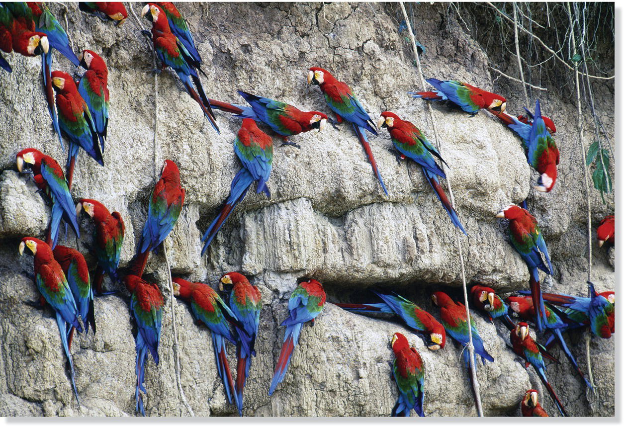 Photo displaying red‐and-green macaws on the clay lick.