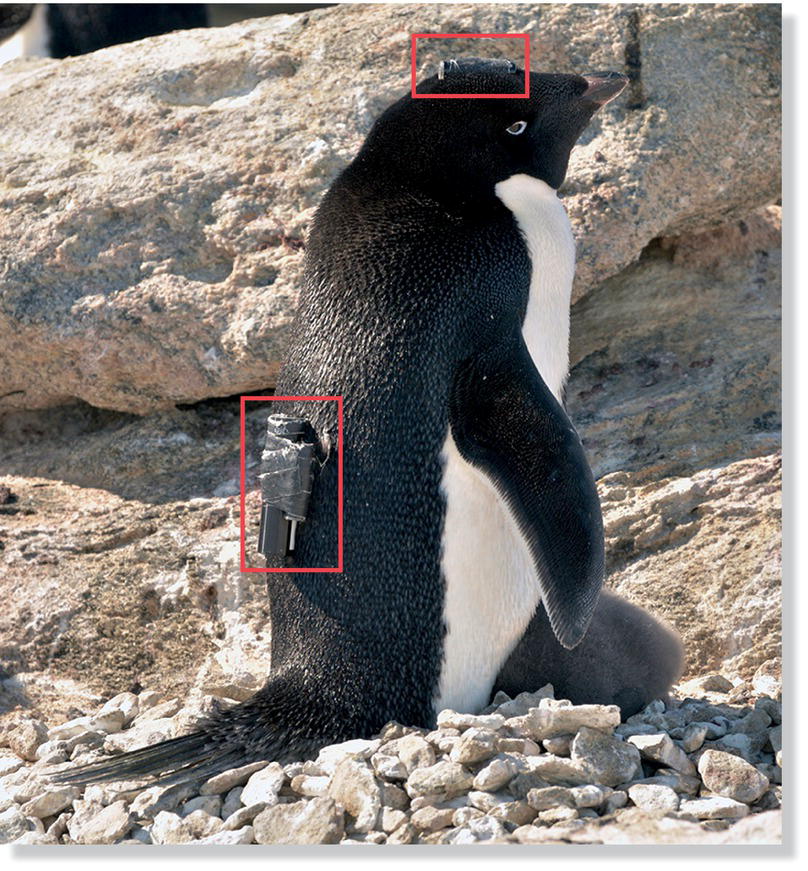 Photo displaying an Adelie penguin (Pygoscelis adeliae).