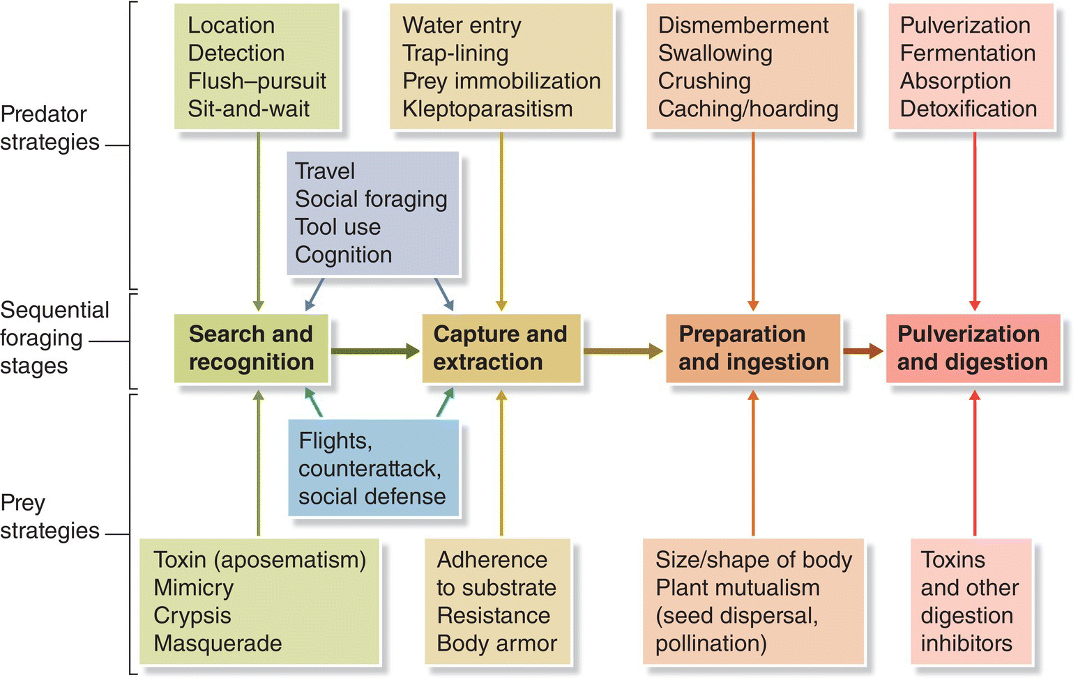 Schematic illustrating how predators and prey use stage‐specific ecological and evolutionary strategies (and counterstrategies) to forage, feed, and avoid becoming prey.