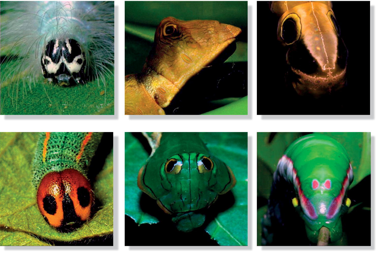 Photos of six caterpillars that trigger avian flight responses with their eyespots.