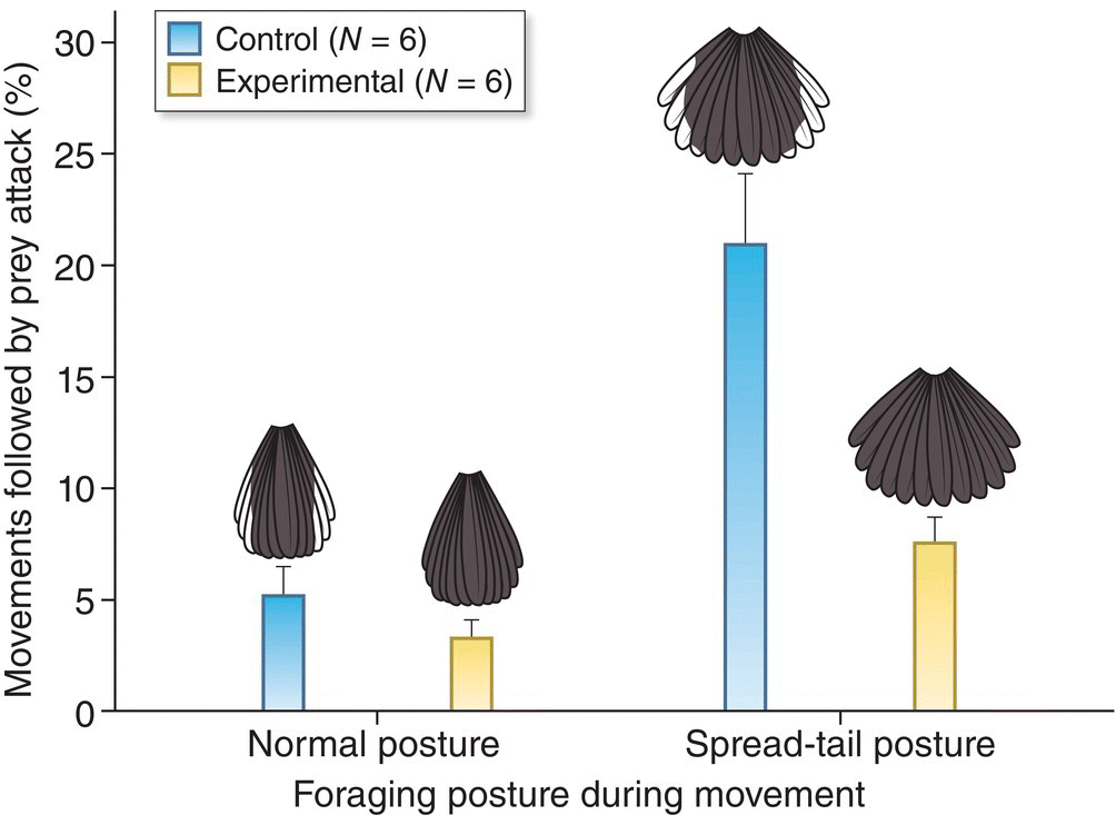 Error bar chart of movements followed by prey attack versus foraging posture during movement depicting normal and spread-tail posture for slate-throated redstarts.