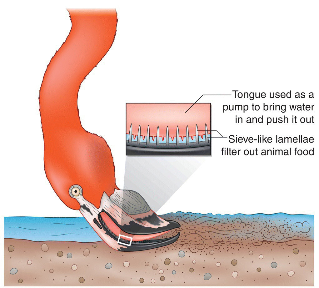 Schematic illustrating a greater flamingo foraging on tiny drifting animals in shallow water, with inset of its tongue used as a pump to bring water in and pushing out and its sieve-like lamellae.