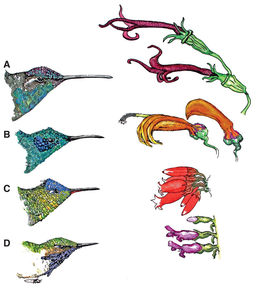 Illustration of bill sizes corresponding to flower shapes of the following birds: magnificent hummingbird, green violetear, fiery‐throated hummingbird, and volcano hummingbird.