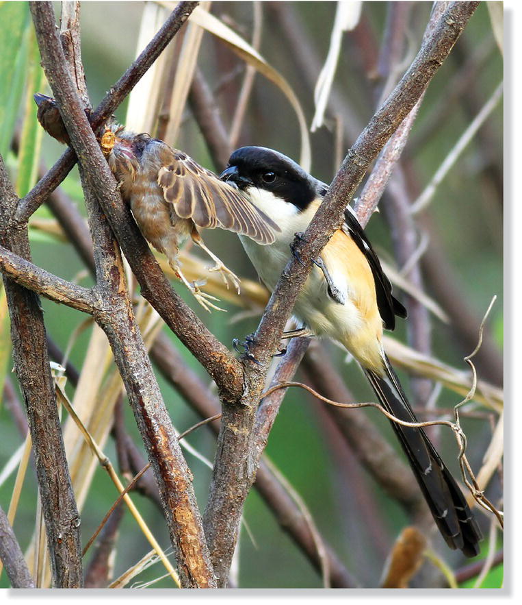 Photo of long‐tailed shrikes (Lanius schach) impaling its prey on thorns or sharp twigs. 