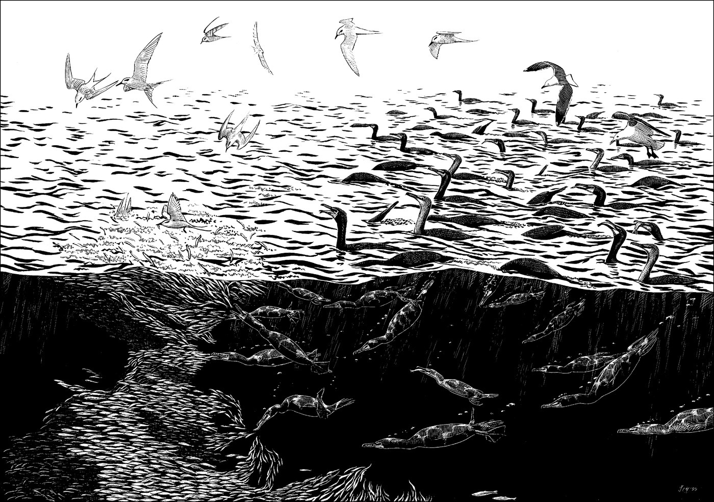 Drawing of seabirds, such as cormorants and gulls, foraging for fish in mixed‐species groups. 