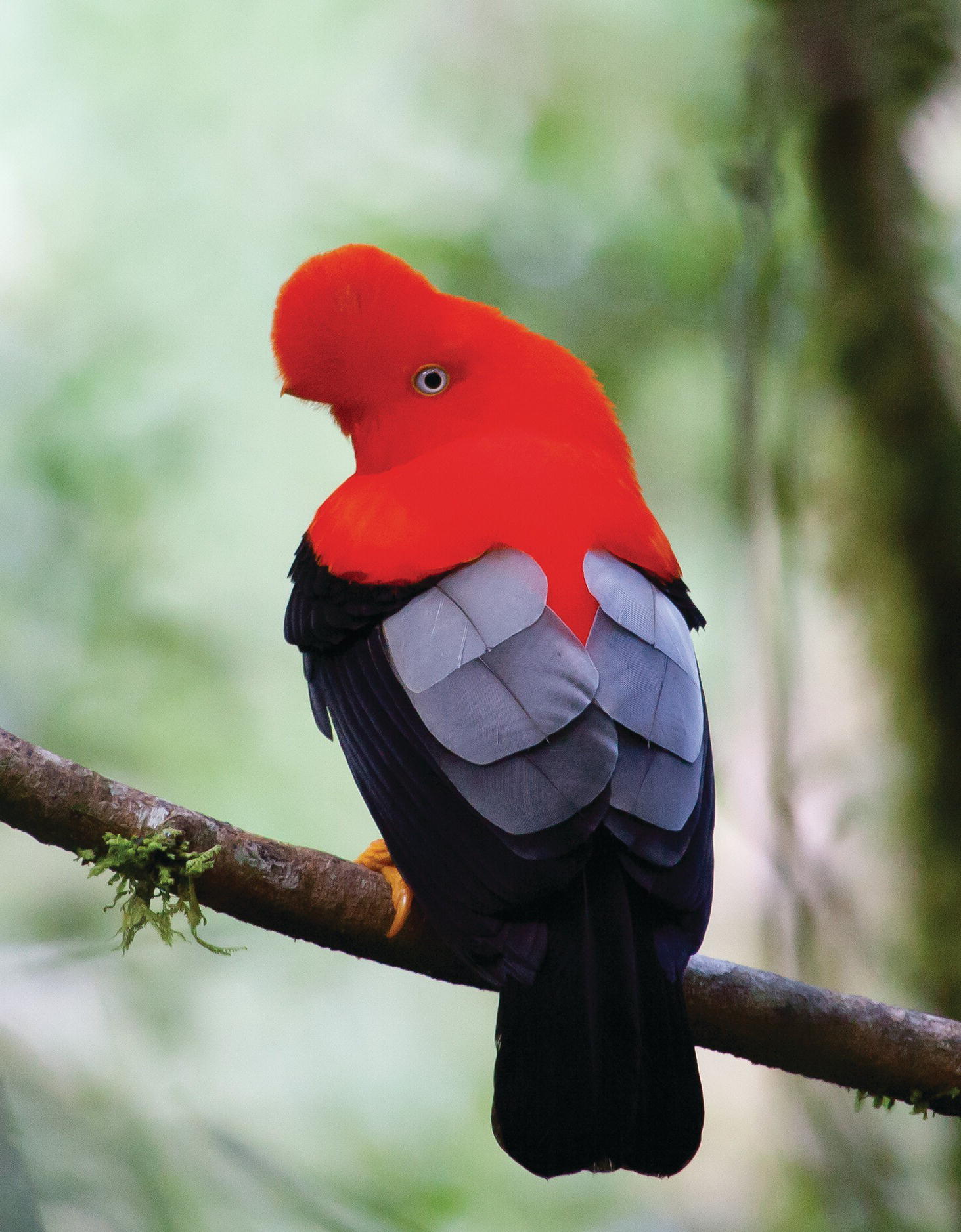 Photo of an Andean cock-of-the-rock.