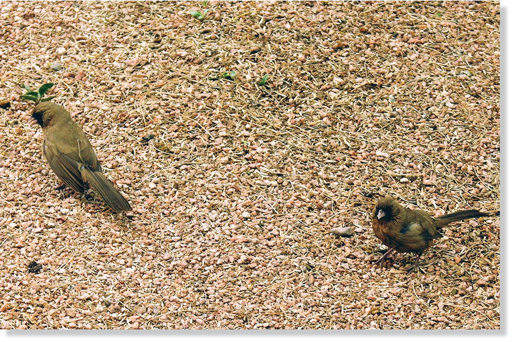 Photo displaying a pair of Abert’s Towhees (Melozone aberti).