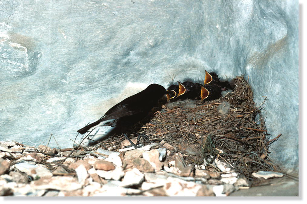 Photo displaying a black wheatear (Oenanthe leucura) and four nestling with the base of a nest mound made of stones.