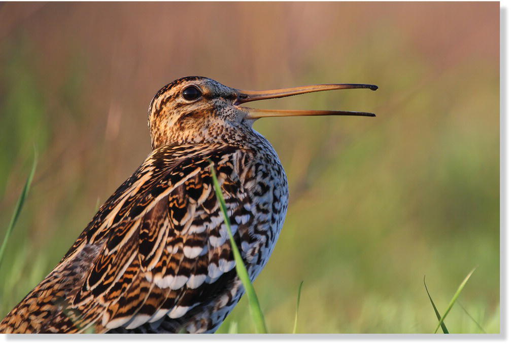 Photo of a male great snipe (Gallinago media) display.