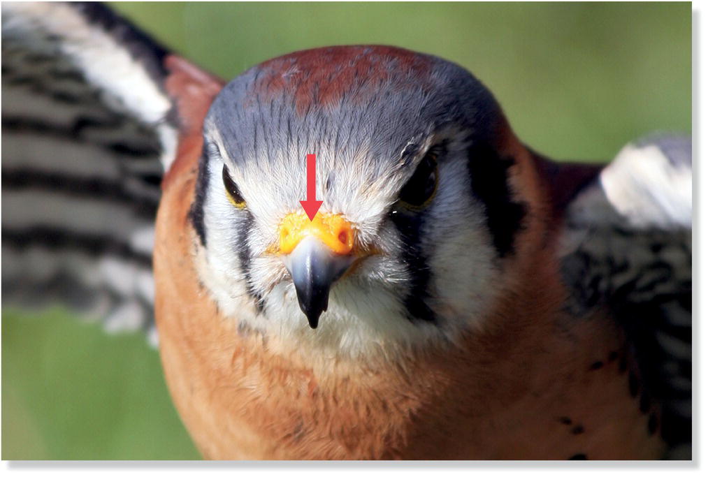 Photo displaying a male American kestrel (Falco sparverius) with cere (bill skin) arrowed.