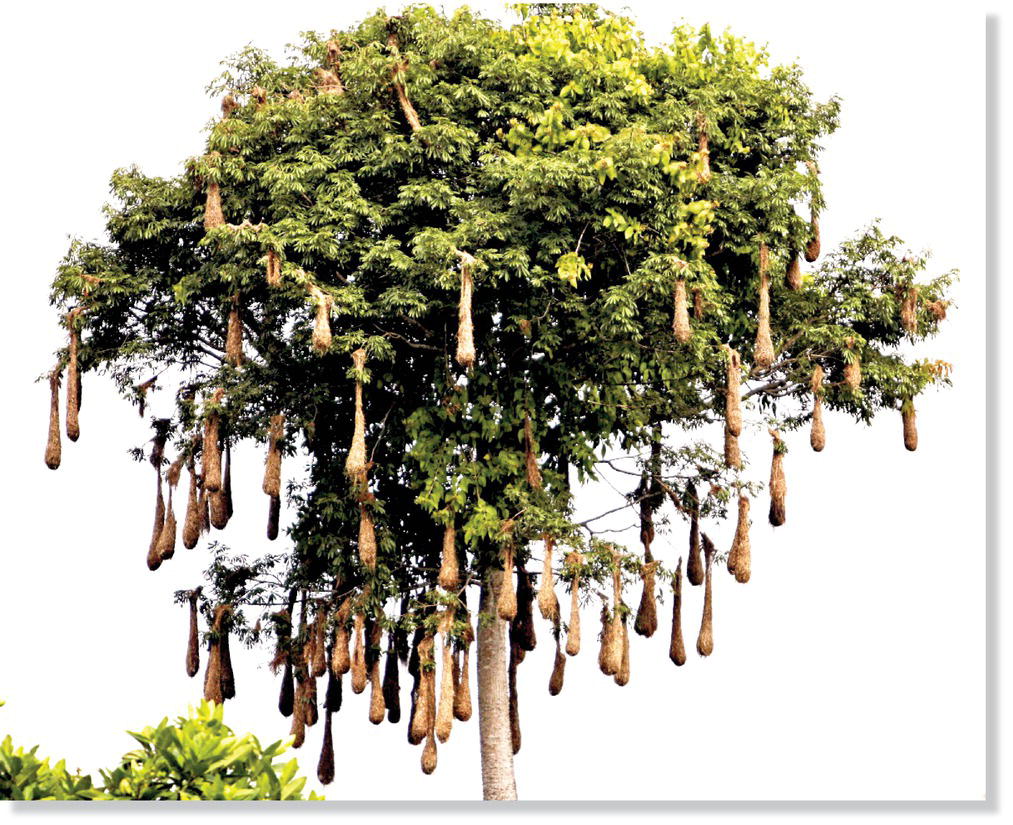 Photo displaying hanging nest colony of montezuma oropendula (Psarocolius montezuma) near one of many pendulous nests.